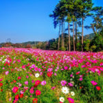 南あわじ市観光施設